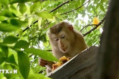 (Ảnh minh họa: TTXVN)