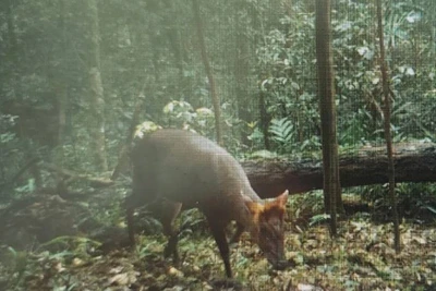 Mang Trường Sơn - loài đặc hữu của Vườn quốc gia Phong Nha-Kẻ Bàng 