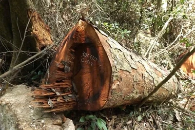 Một cây nghiến bị chặt hạ trái phép vẫn còn tươi gốc. (Ảnh: VĂN LINH)