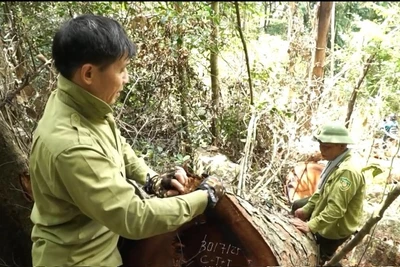Lực lượng kiểm lâm kiểm đếm khối lượng gỗ nghiến bị chặt hạ trái phép. (Ảnh: VĂN LINH). 