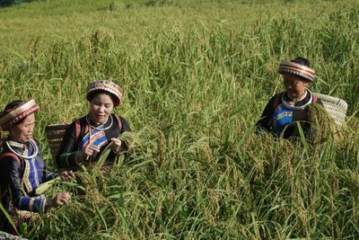Thu hoạch lúa nếp Tài ở thôn Phiêng Phàng, xã Thượng Minh. (Ảnh: TUẤN SƠN)