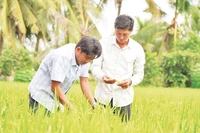 Nông dân Hợp tác xã Dịch vụ Nông nghiệp Thắng Lợi (tỉnh Đồng Tháp) thăm lúa sản xuất thí điểm thực hiện Đề án 1 triệu héc-ta lúa chất lượng cao, phát thải thấp. (ẢNH: HỮU NGHĨA)