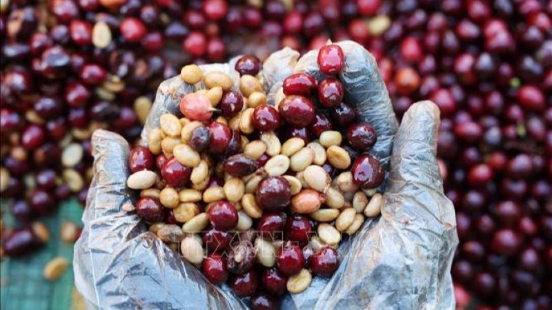 Sản phẩm cà-phê được trồng ở Đắk Lắk. (Ảnh: Tuấn Anh/TTXVN)