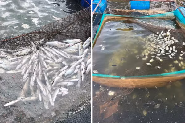 Người nuôi cá lồng bè dọc sông Hiếu, sông Thạch Hãn bị thiệt hại nặng.