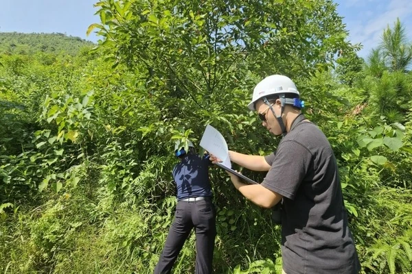 Các kỹ sư của dự án tiến hành trồng rừng tái tạo tại Mahaxay (Lào).