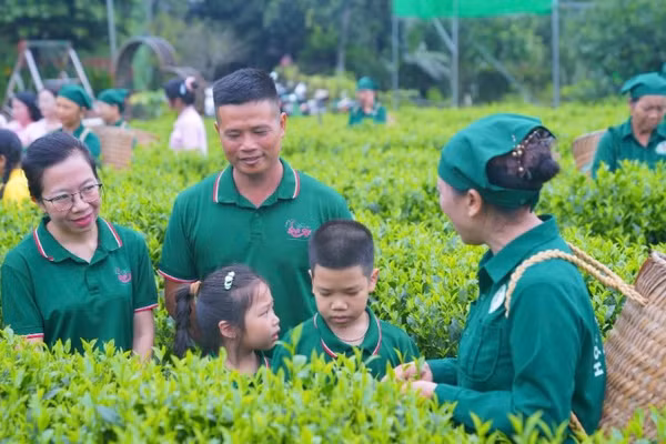 Mô hình trồng chè nguyên liệu của Hợp tác xã chè Hảo Đạt (tỉnh Thái Nguyên). (Ảnh THANH HẢO)