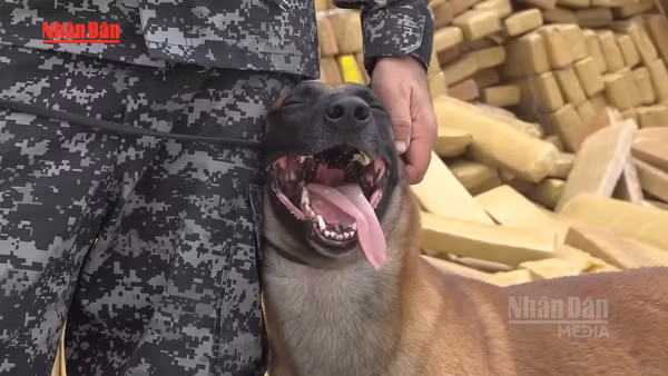 [Video] Brazil thu giữ kỷ lục 48 tấn cần sa trong chiến dịch tại Rio de Janeiro 