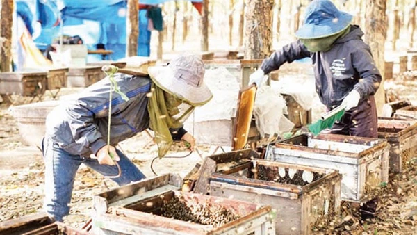 Công nhân thu hoạch thành phẩm mật ong.