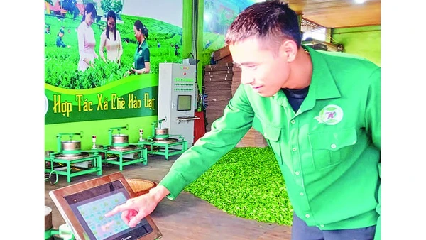 Phó Giám đốc Hợp tác xã Chè Hảo Đạt Đào Văn Toàn vận hành các máy vò chè qua hệ thống điều khiển.