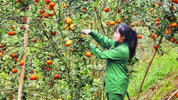 Người dân xã Bạch Thông thu hái cam sành trồng trên đất dốc.