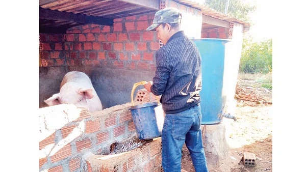 Nhờ nguồn vốn hỗ trợ, nhiều nông dân tỉnh Gia Lai đã đổi mới phương thức sản xuất, từng bước vươn lên thoát nghèo.