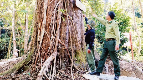 Cây thông đỏ hơn 2.500 năm tuổi, với đường kính thân hơn 1,5 m trên dãy núi Voi.