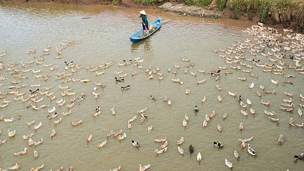 Nghề nuôi vịt chạy đồng nay đây mai đó cho nên mỗi cánh đồng đi qua đều in dấu mưu sinh.