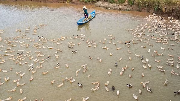 Nghề nuôi vịt chạy đồng nay đây mai đó cho nên mỗi cánh đồng đi qua đều in dấu mưu sinh.