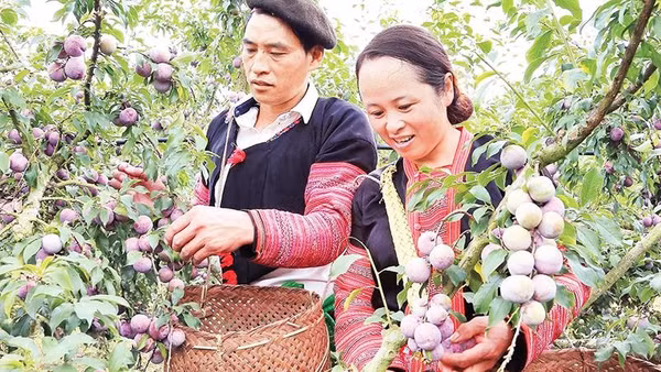 Người dân trồng mận xã Phiêng Khoài, tỉnh Sơn La thu hoạch mận hậu.