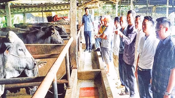 Chăn nuôi bò vỗ béo tuần hoàn mang lại hiệu quả về kinh tế, xã hội và môi trường.