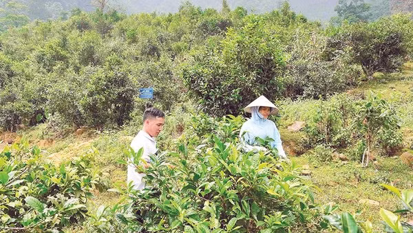 Mô hình chè Shan tuyết cổ thụ mang lại thu nhập cao cho người dân A Mú Sung.