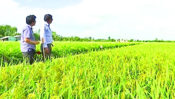 Kỹ sư Hồ Quang Cua (bên phải) bên cánh đồng lúa ST25.