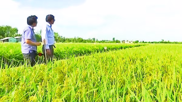 Kỹ sư Hồ Quang Cua (bên phải) bên cánh đồng lúa ST25.