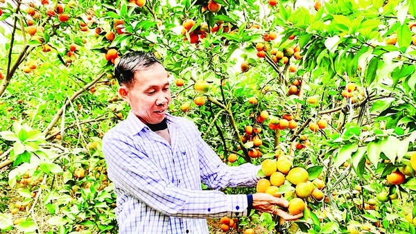  Nông dân huyện Khoái Châu có thu nhập cao nhờ chuyển đổi sang trồng cam.
