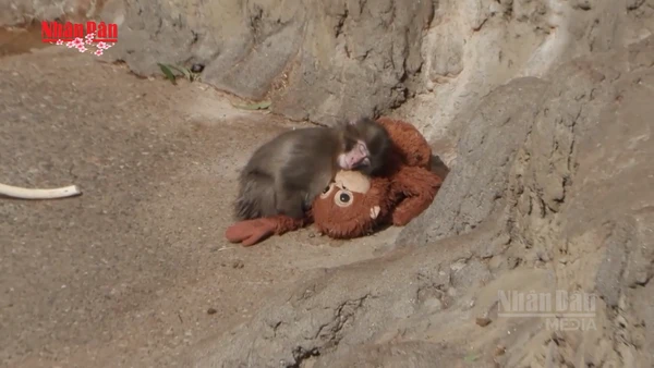 [Video] Chú khỉ mồ côi và "mẹ" thú bông gây sốt mạng xã hội 