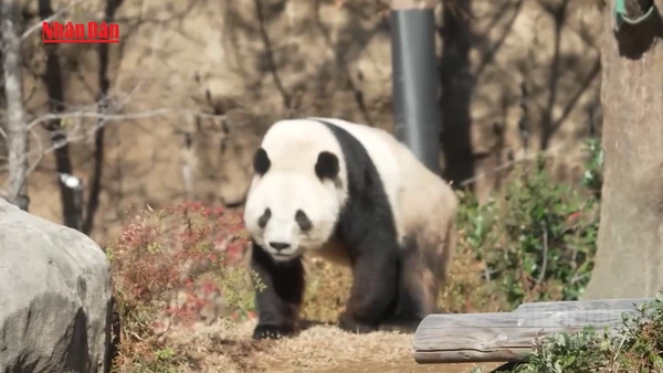 [Video] Khép lại hơn nửa thế kỷ gấu trúc hiện diện tại Nhật Bản