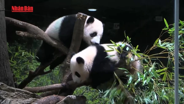 [Video] Người dân Nhật Bản tiếc nuối khi cặp gấu trúc cuối cùng về Trung Quốc 