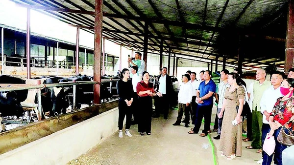 Mô hình nuôi bò 3B vỗ béo tại hộ chăn nuôi ở xã Chiềng Mai. (Ảnh Báo SƠN LA)