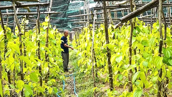 Ông Nguyễn Văn Đời, Giám đốc Hợp tác xã Trầu Vàng Vị Thủy chăm sóc vườn trầu của gia đình.