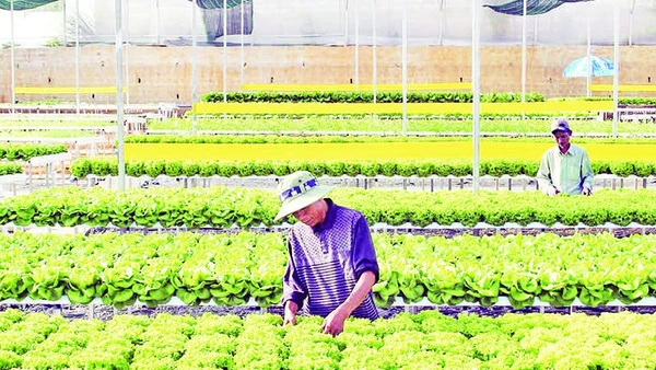 Phát Hiện 18 Hài Cốt Liệt Sĩ Tại Xã Ia Boòng, Tỉnh Gia Lai Lâm Đồng Đang Triển Khai Nhiều Giải Pháp Để Giảm Diện Tích Nhà Kính Sản Xuất Nông Nghiệp Vùng Nội Đô.