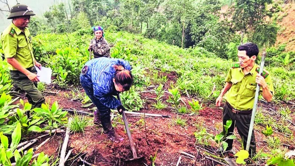 Cán bộ kiểm lâm Khu vực I hướng dẫn người dân xử lý rừng mới trồng. (Ảnh TRANG TÂM)