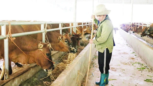 Chăn nuôi đại gia súc trở thành sinh kế bền vững tại xã Nghiên Loan. (Trong ảnh: Chăm sóc đàn bò nuôi nhốt tại Hợp tác xã Giàng Tiến, xã Nghiên Loan).