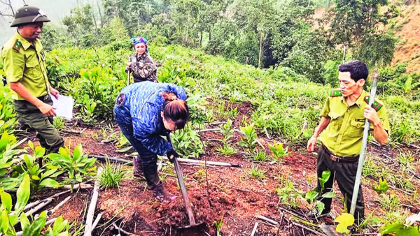 Cán bộ kiểm lâm Khu vực I hướng dẫn người dân xử lý rừng mới trồng. (Ảnh TRANG TÂM)