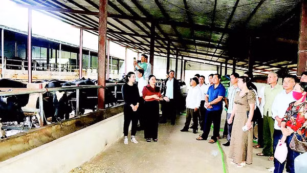 Mô hình nuôi bò 3B vỗ béo tại hộ chăn nuôi ở xã Chiềng Mai. (Ảnh Báo SƠN LA)