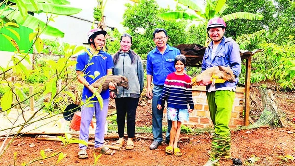 Mô hình sinh kế tặng heo giống tạo động lực để học sinh nghèo có điều kiện đến trường.