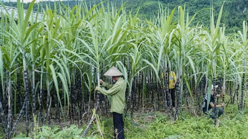 Ảnh minh họa. (Nguồn: TTXVN)