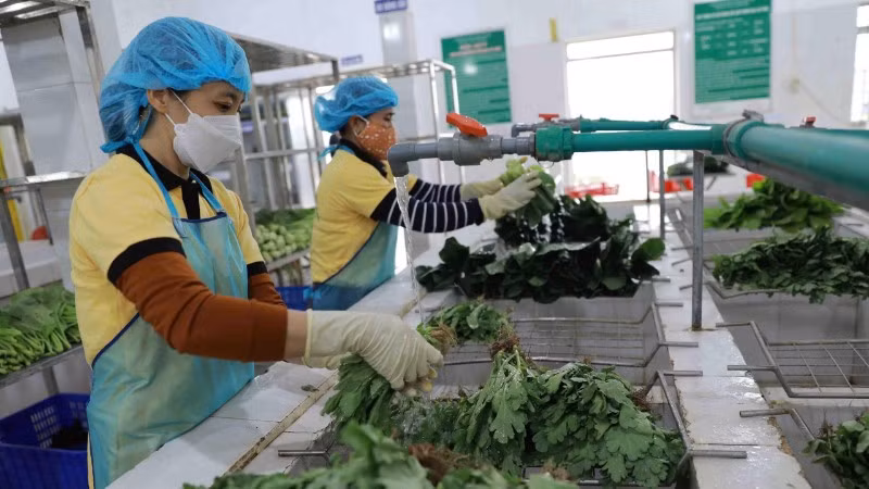 Một doanh nghiệp tại xã Sơn Đồng (Hà Nội) sơ chế, đóng gói rau xanh. (Ảnh: TTXVN)