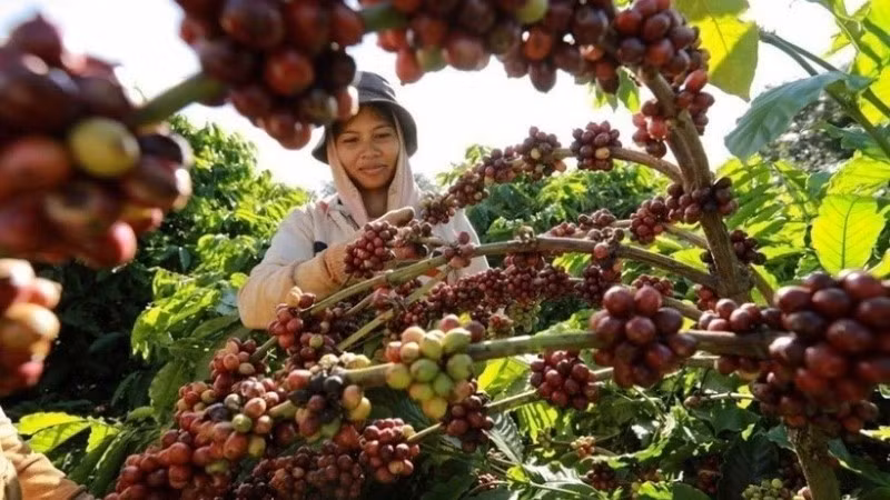 Thu hoạch cà-phê. (Ảnh: Vũ Sinh/TTXVN)