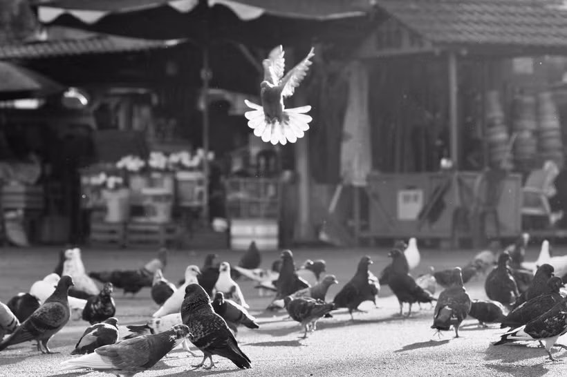 Vũ điệu của nắng, tác giả Lê Bá Tài, là một trong những bức ảnh đạt giải của tháng tại cuộc thi Noirfotocontest năm 2025.