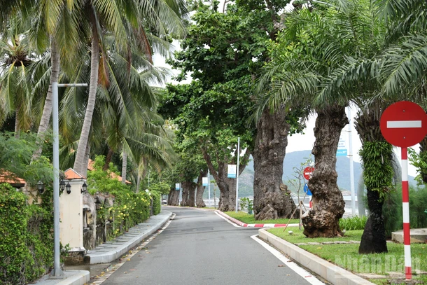 Những hàng cây bàng cổ thụ trở thành điểm nhấn cho tuyến đường chạy dọc bờ biển trên Đặc khu Côn Đảo. 