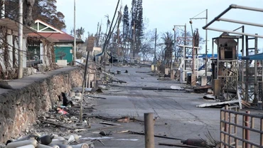 Một số cây có thể đứng vững hoặc chịu ít ảnh hưởng của đám cháy. (Ảnh: Reuters)