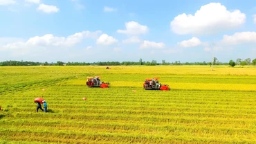 Nông dân thu hoạch lúa tại Cần Thơ.