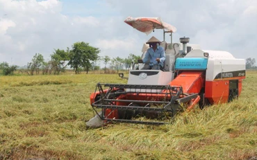 Nông dân Cần Thơ thu hoạch lúa bằng máy gặt đập liên hợp. 
