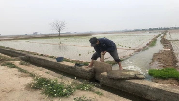 Nông dân huyện Bình Giang, tỉnh Hải Dương lấy nước gieo cấy lúa đông xuân.
