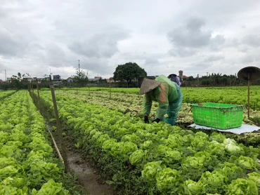 Nông dân tỉnh Hưng Yên thu hoạch rau trước khi rét đậm, rét hại kéo dài.