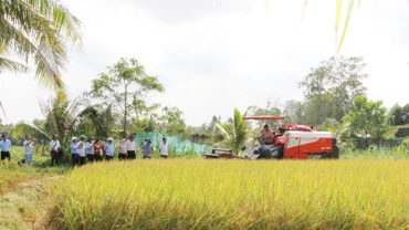 Mô hình thí điểm canh tác lúa phát thải thấp ở Hợp tác xã Nông nghiệp Phước Hảo, tỉnh Trà Vinh.