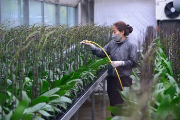 Mô hình sản xuất hoa lan ở huyện Mê Linh.