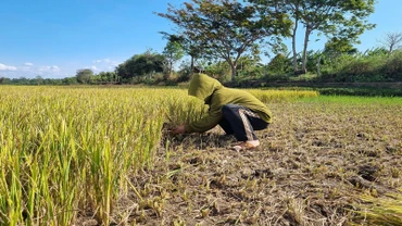 Ảnh hưởng của hạn hán khiến nhiều diện tích lúa ở huyện Đak Đoa (Gia Lai) bị thiệt hại. (Ảnh: ĐINH SỸ TẠO)