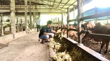 Chăn nuôi gia súc tại Hợp tác xã Nông nghiệp Công nghệ cao Tiến Thành, huyện Yên Sơn (Tuyên Quang).