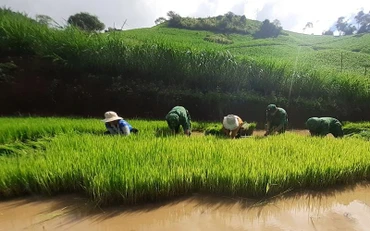 Cán bộ, chiến sĩ Đồn Biên phòng Mường Cai nhổ mạ giúp hộ gia đình anh Sộng A Nênh.